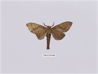 藏品(黃蕊尾舟蛾)的圖片